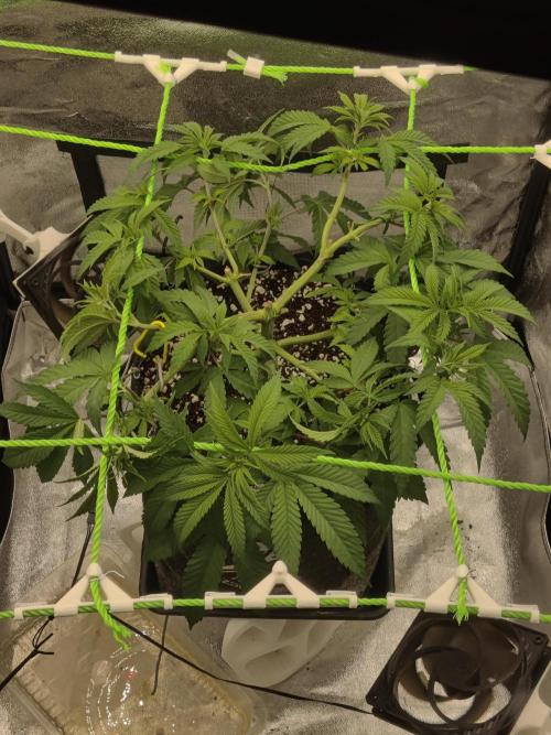 Zkittlez. Week 7