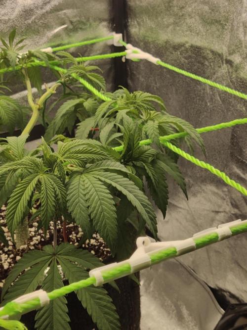 Zkittlez. Week 7