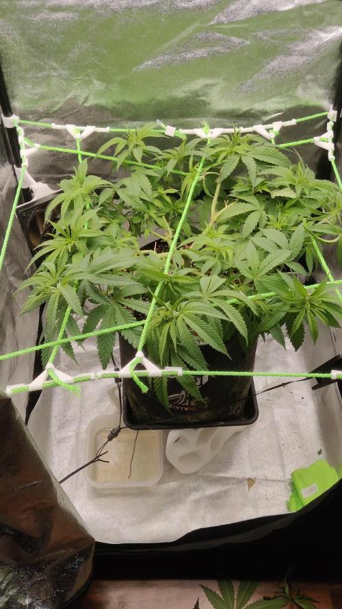 Zkittlez