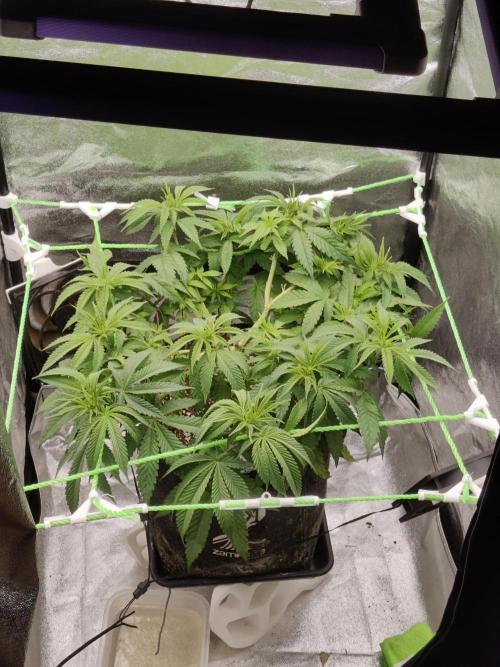 Zkittlez. Week 8