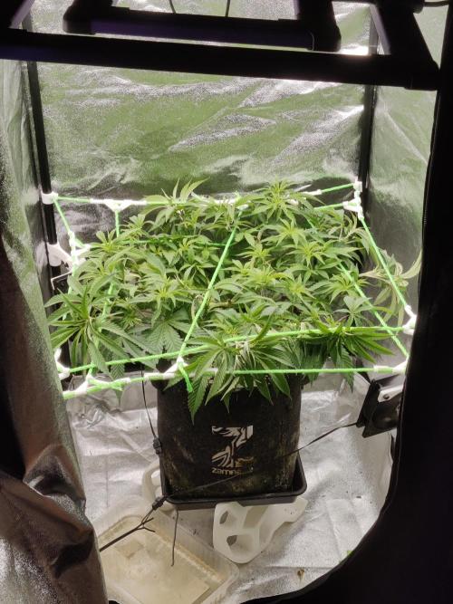Zkittlez. Week 8