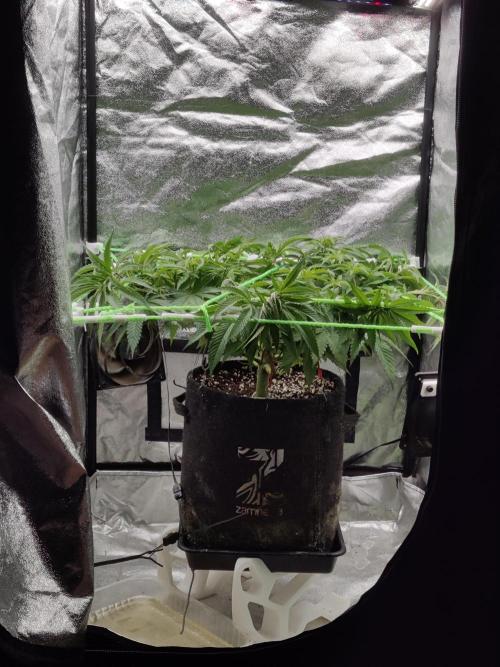 Zkittlez. Week 8