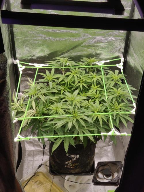 Zkittlez. Week 9