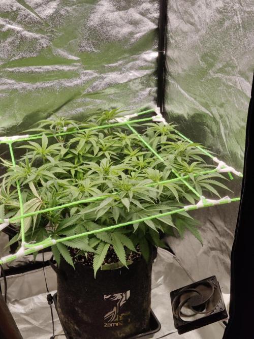Zkittlez. Week 9