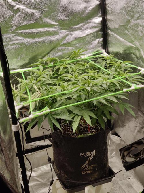 Zkittlez. Week 9