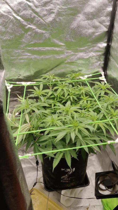Zkittlez