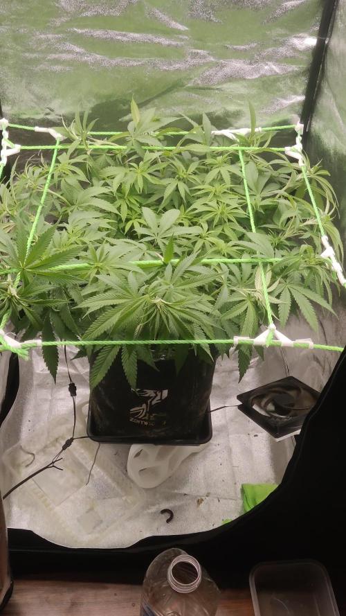 Zkittlez