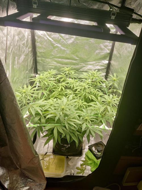 Zkittlez. Week 10