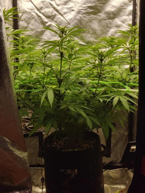 Zkittlez. Week 10