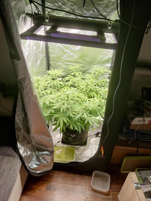 Zkittlez. Week 10