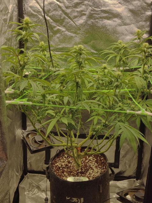 Zkittlez. Week 11