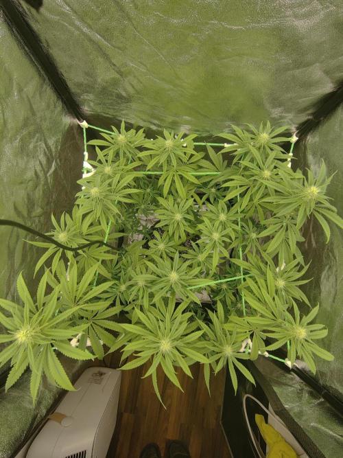 Zkittlez. Week 11
