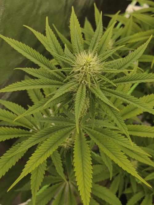 Zkittlez. Week 11