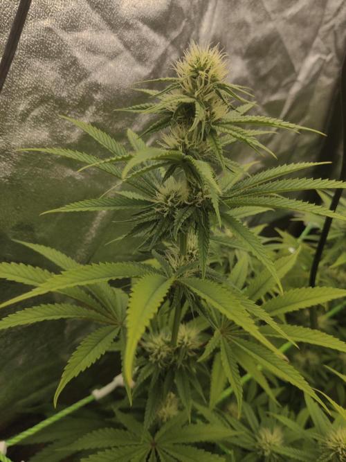 Zkittlez. Week 11