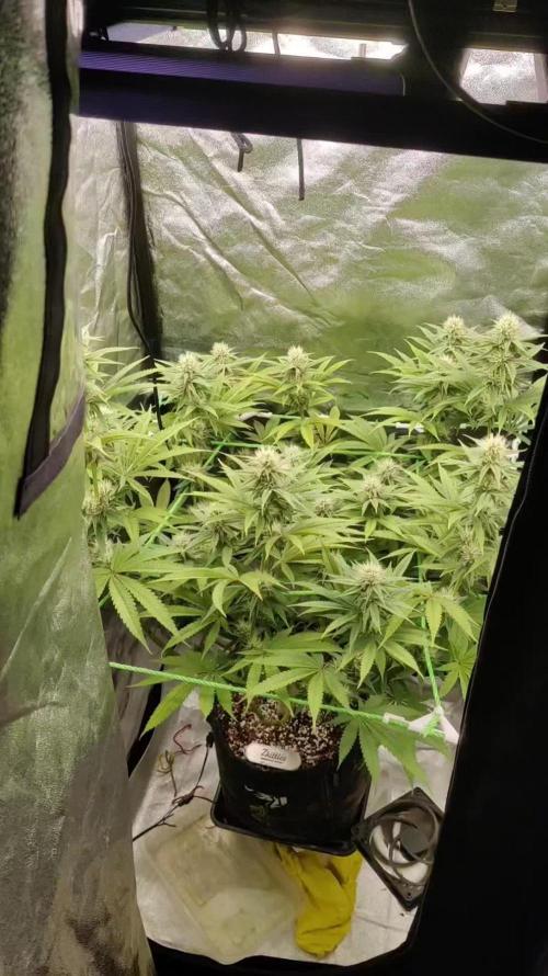 Zkittlez