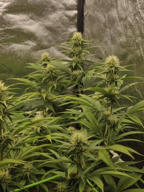 Zkittlez. Week 12