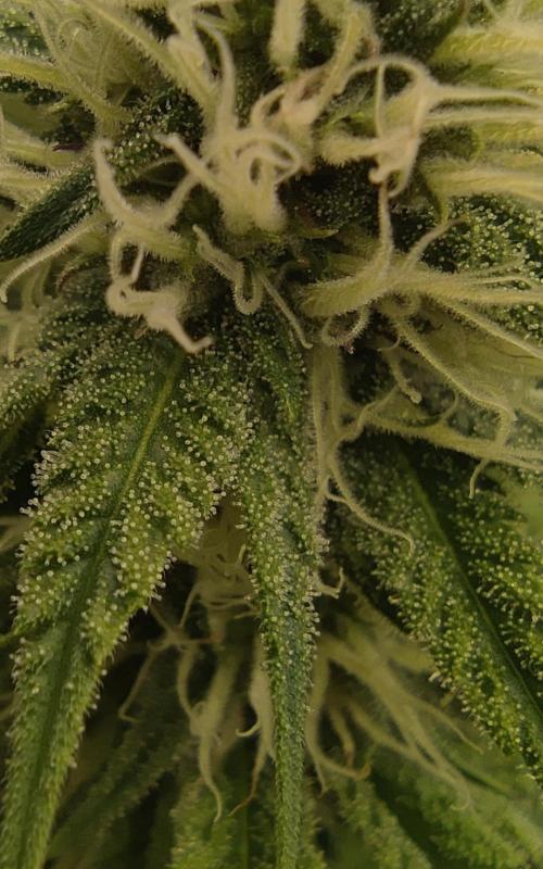 Zkittlez. Week 12
