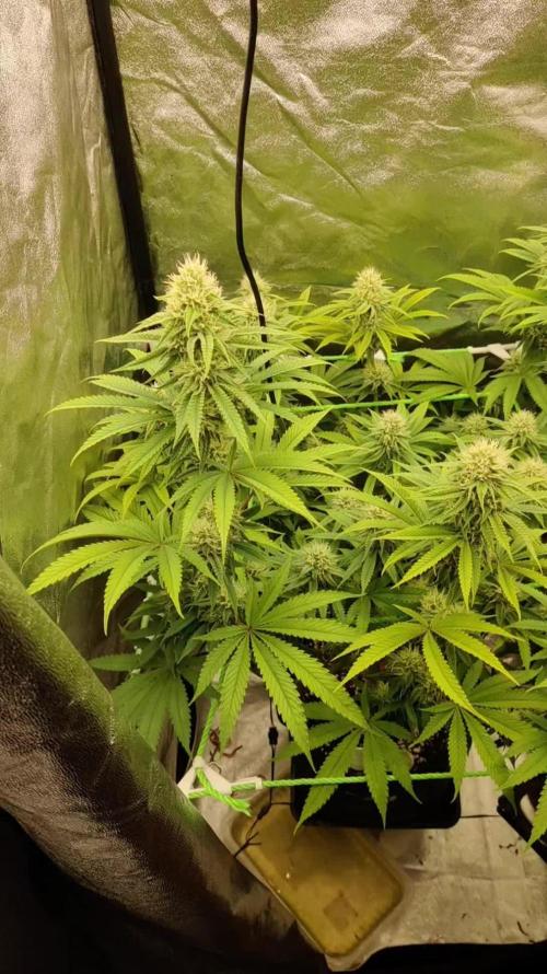 Zkittlez