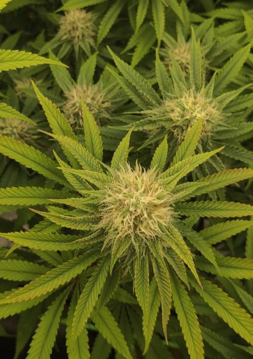 Zkittlez. Week 13
