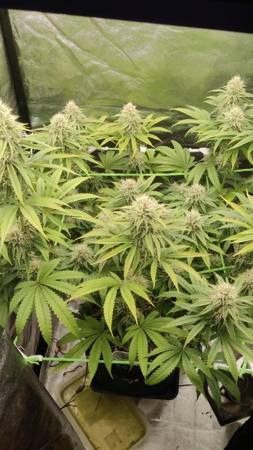 Zkittlez