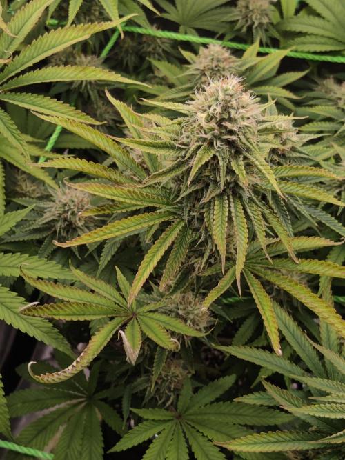 Zkittlez. Week 14