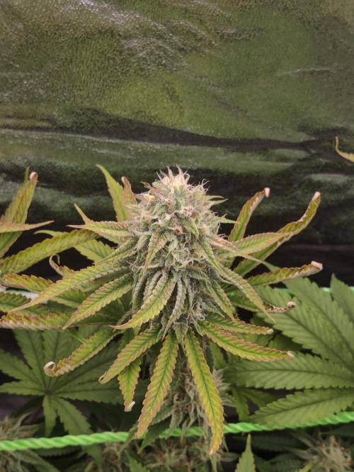 Zkittlez. Week 14