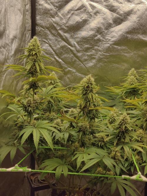 Zkittlez. Week 14