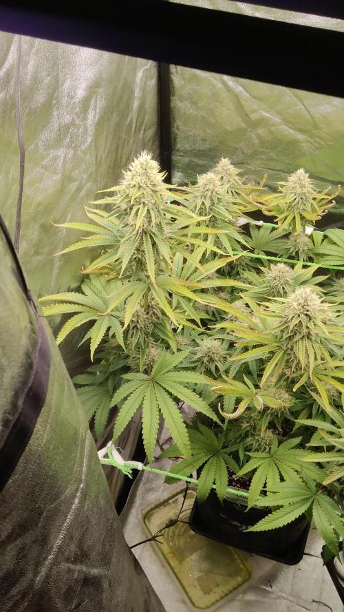 Zkittlez