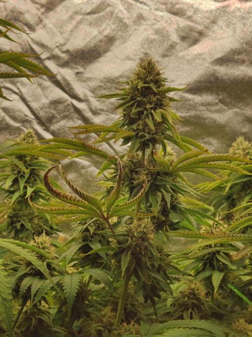 Zkittlez. Week 14