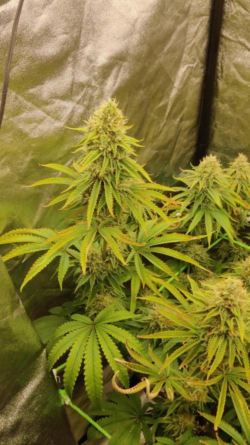 Zkittlez
