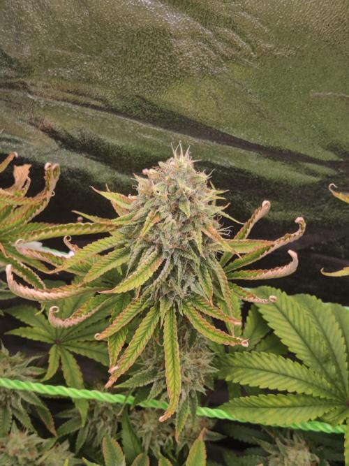 Zkittlez. Week 15