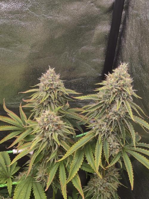 Zkittlez. Week 15