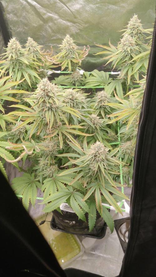 Zkittlez