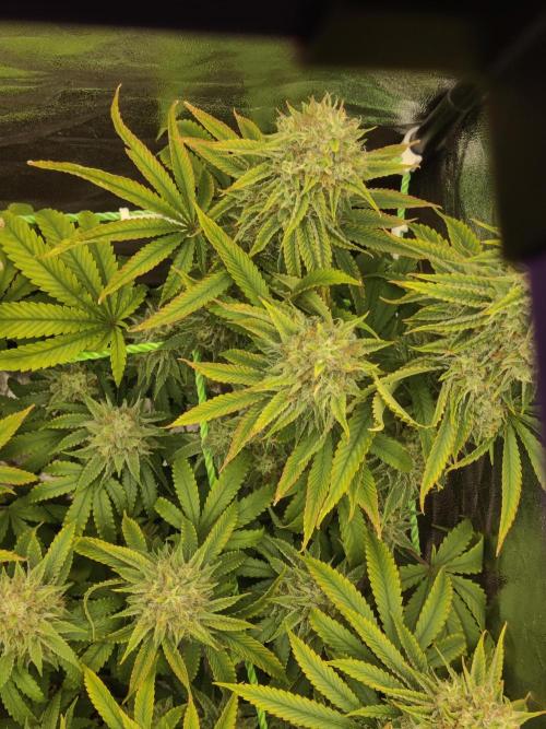 Zkittlez. Week 15