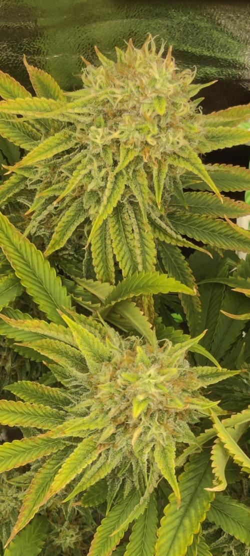 Zkittlez. Week 15