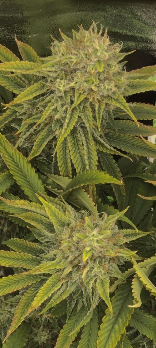 Zkittlez. Week 15