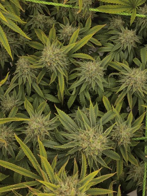 Zkittlez. Week 15