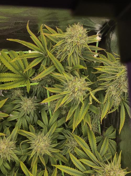 Zkittlez. Week 15