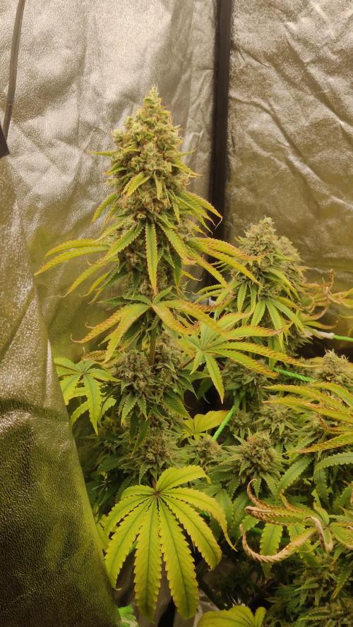 Zkittlez