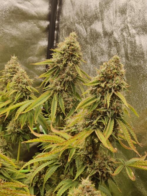 Zkittlez. Week 16