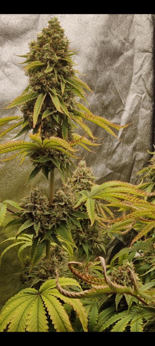 Zkittlez. Week 16