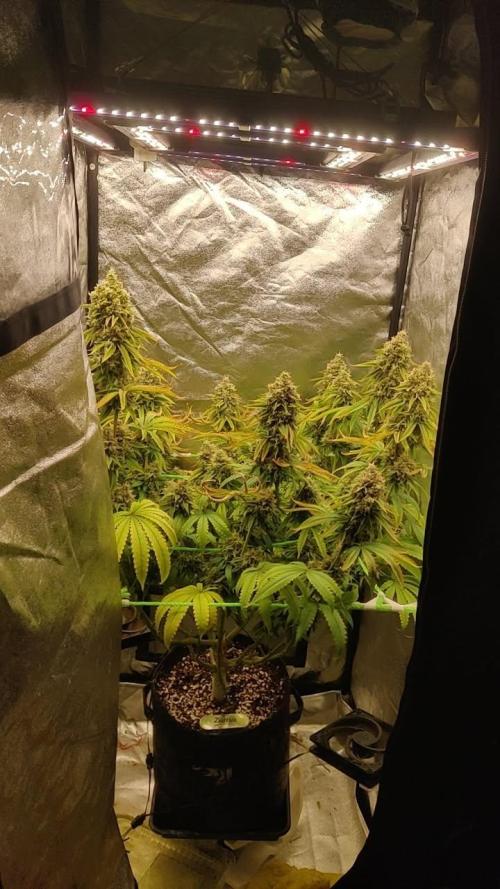 Zkittlez. Week 16
