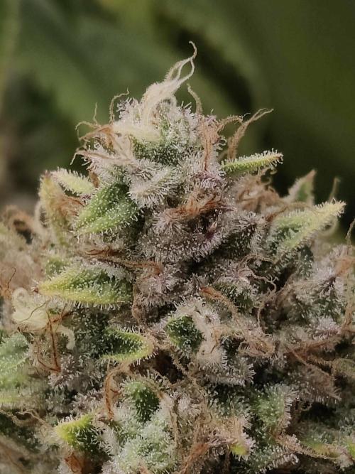 Zkittlez. Week 16