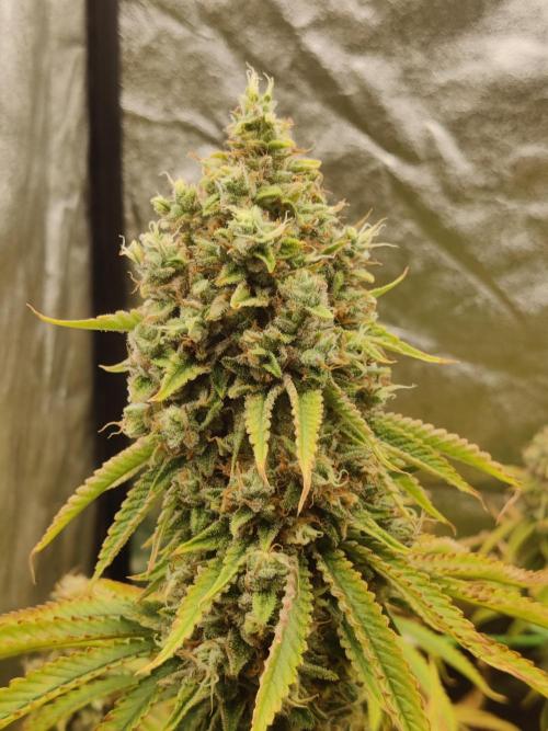 Zkittlez. Week 16