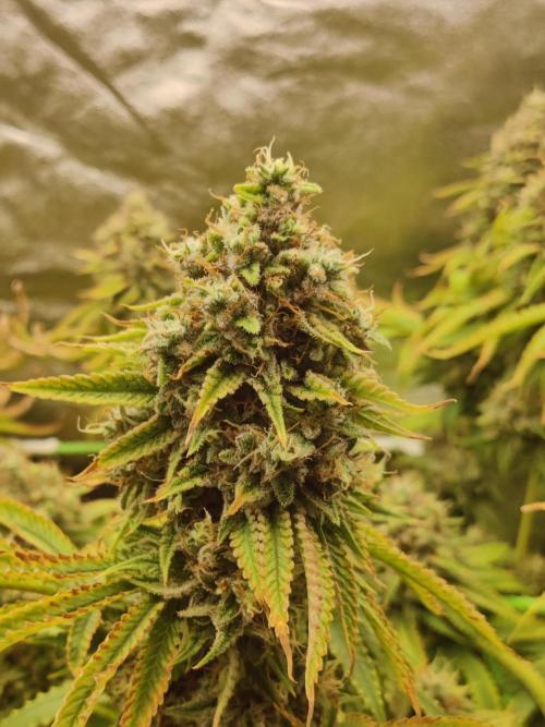 Zkittlez. Week 16