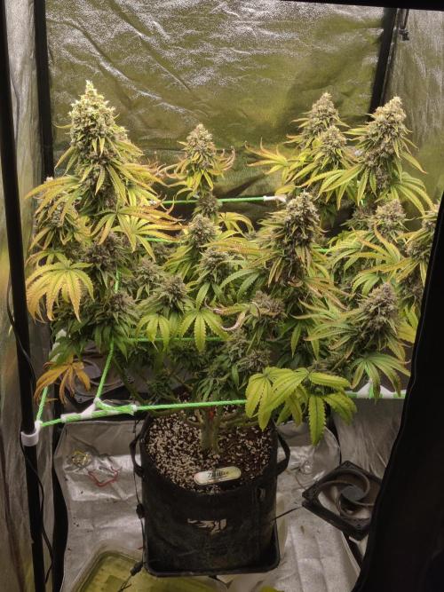 Zkittlez. Week 17
