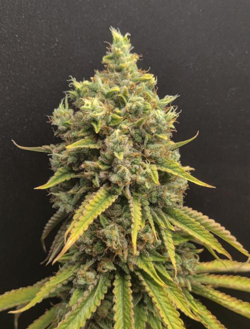 Zkittlez. Week 17