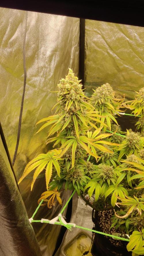 Zkittlez