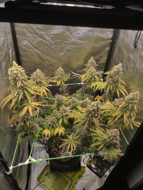 Zkittlez. Week 18