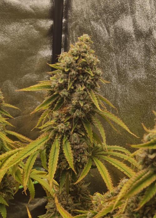 Zkittlez. Week 18